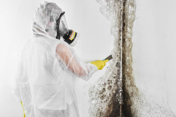 Best Mold Damage Repair  in Fern Park, FL