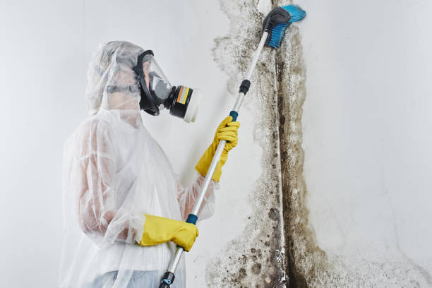 Best Attic Mold Removal  in Fern Park, FL