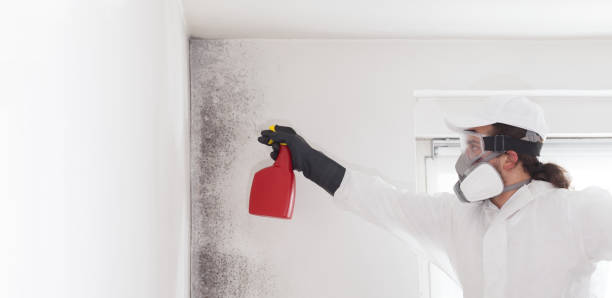 Best Residential Mold Removal  in Fern Park, FL